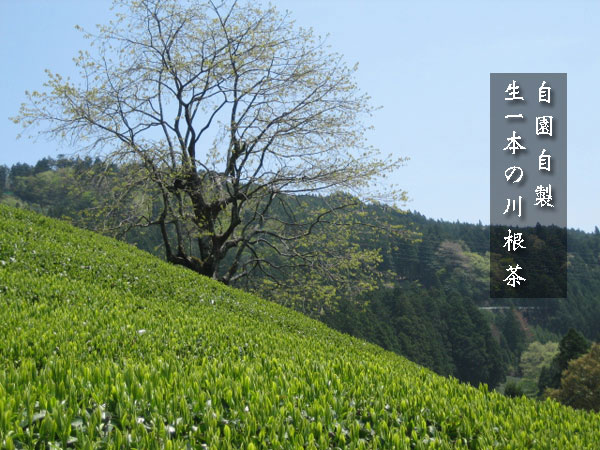 つちや農園で栽培している茶の品種